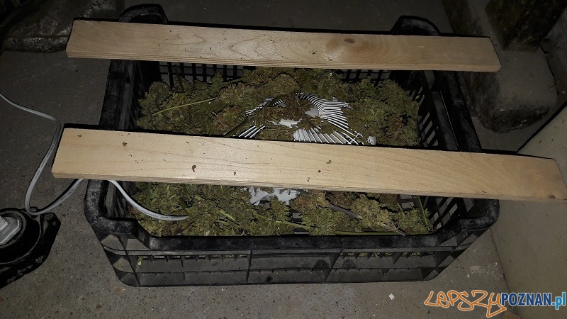 Marihuana nadal nielegalna, plantatorzy ścigani Foto: KWP w Poznaniu Marihuana nadal nielegalna, plantatorzy ścigani Foto: KWP w Poznaniu