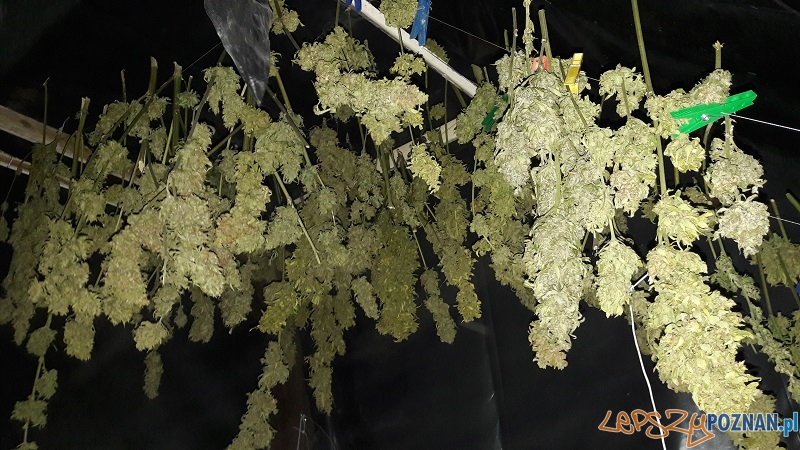 Marihuana nadal nielegalna, plantatorzy ścigani Foto: KWP w Poznaniu Marihuana nadal nielegalna, plantatorzy ścigani Foto: KWP w Poznaniu