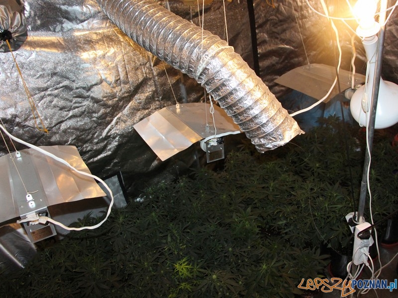 W mieszkaniu znaleziono plantację marihuany i... Foto: KWP w Poznaniu W mieszkaniu znaleziono plantację marihuany i... Foto: KWP w Poznaniu