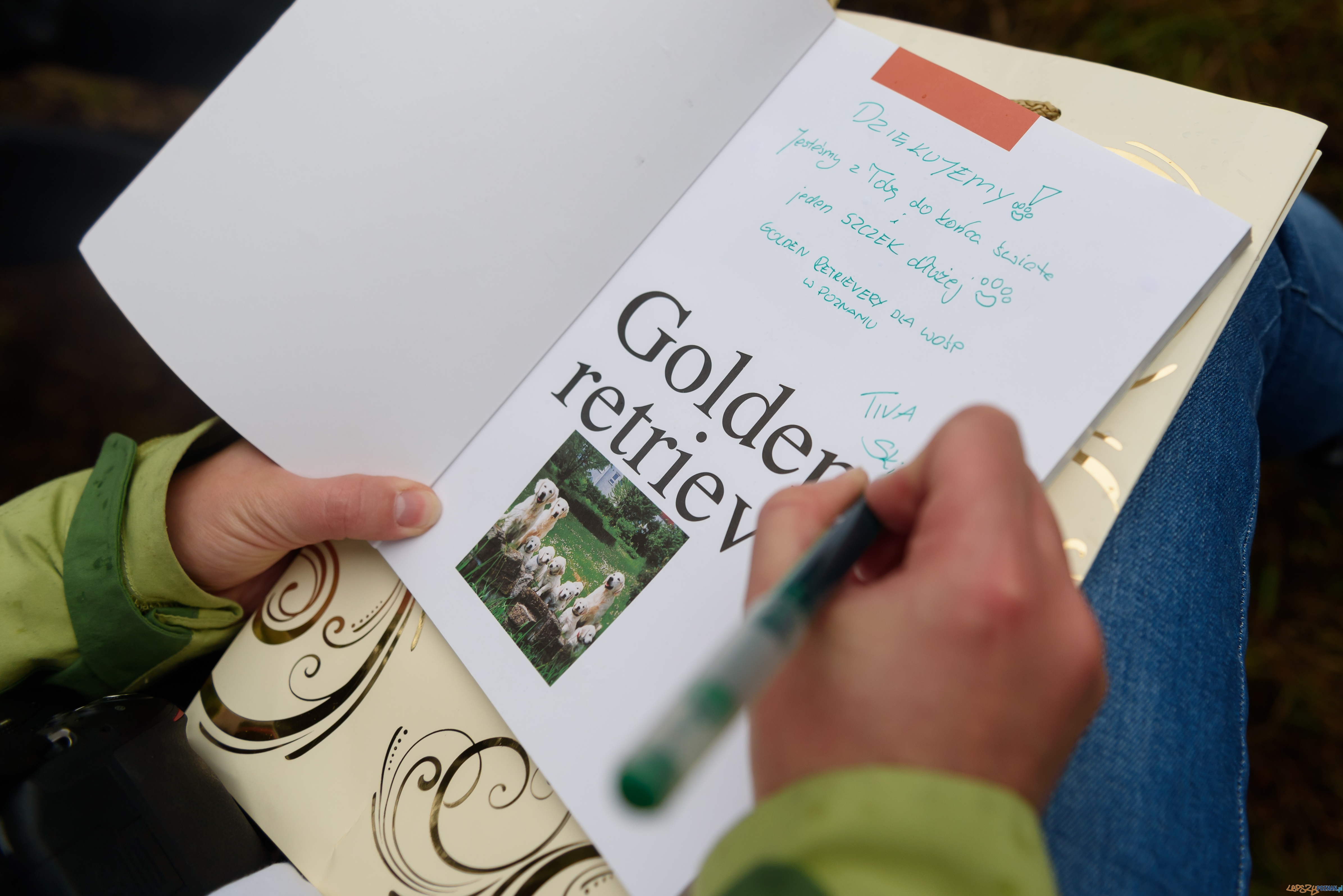 golden retriever Jurek Owsiak Foto: Kuba Kaczmarczyk golden retriever Jurek Owsiak Foto: Kuba Kaczmarczyk