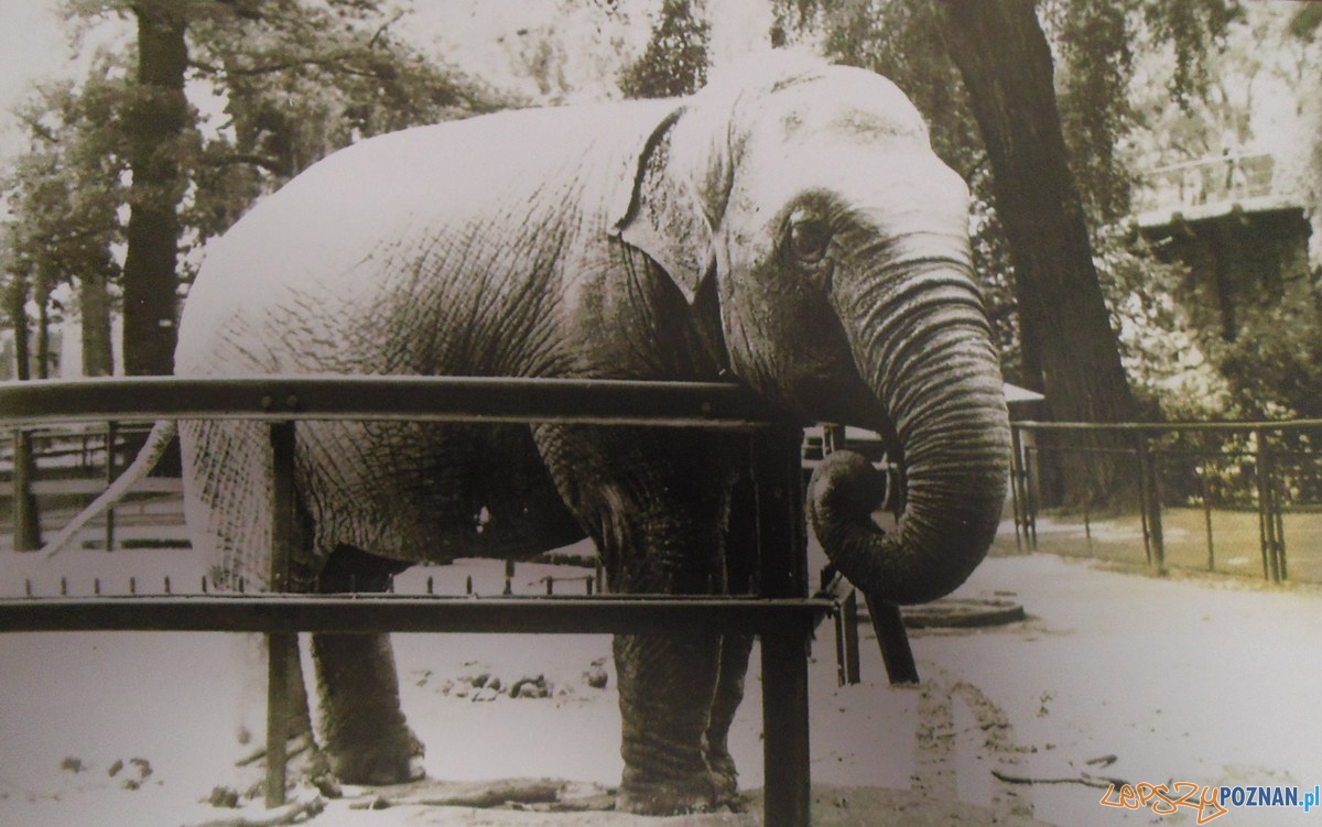 Stare ZOO (1960) Foto: materiały archiwalne ZOO Stare ZOO (1960) Foto: materiały archiwalne ZOO