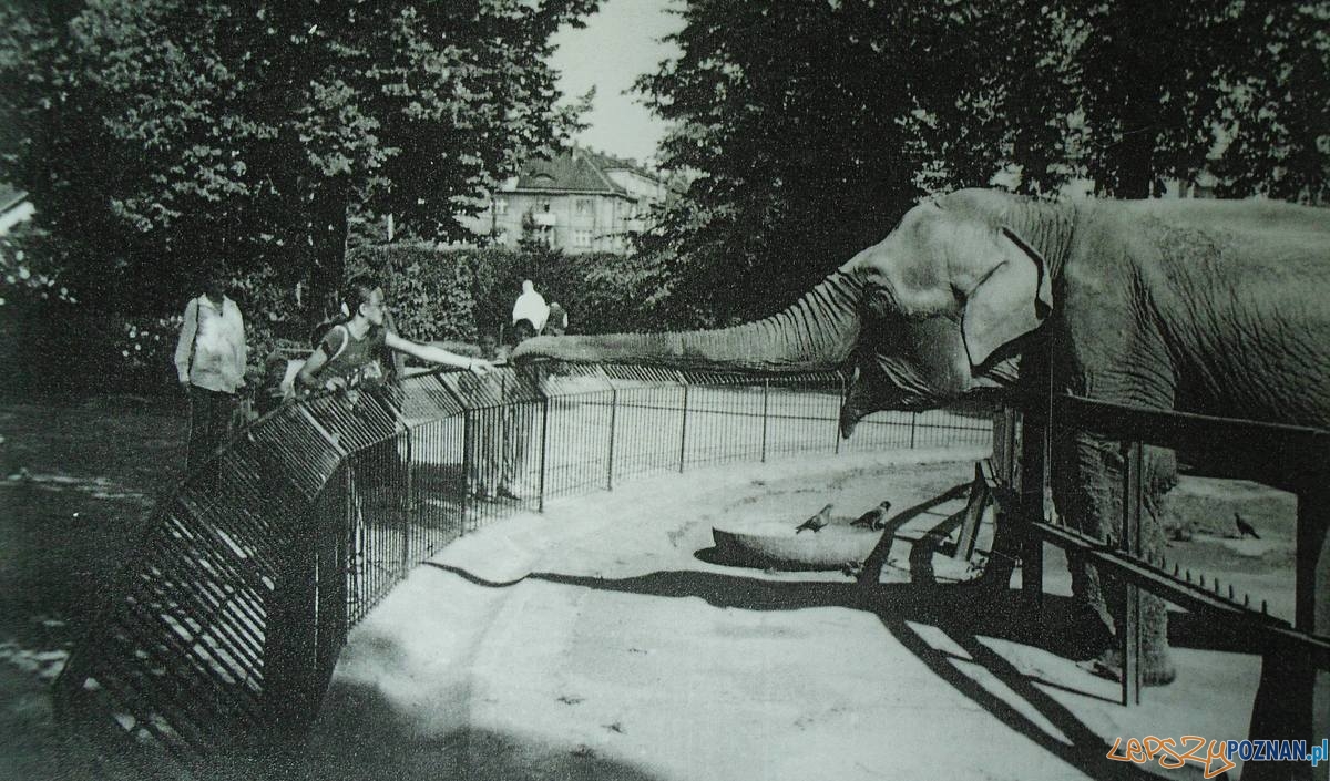 Stare ZOO (1960) - słonica Foto: materiały archiwalne ZOO Stare ZOO (1960) - słonica Foto: materiały archiwalne ZOO