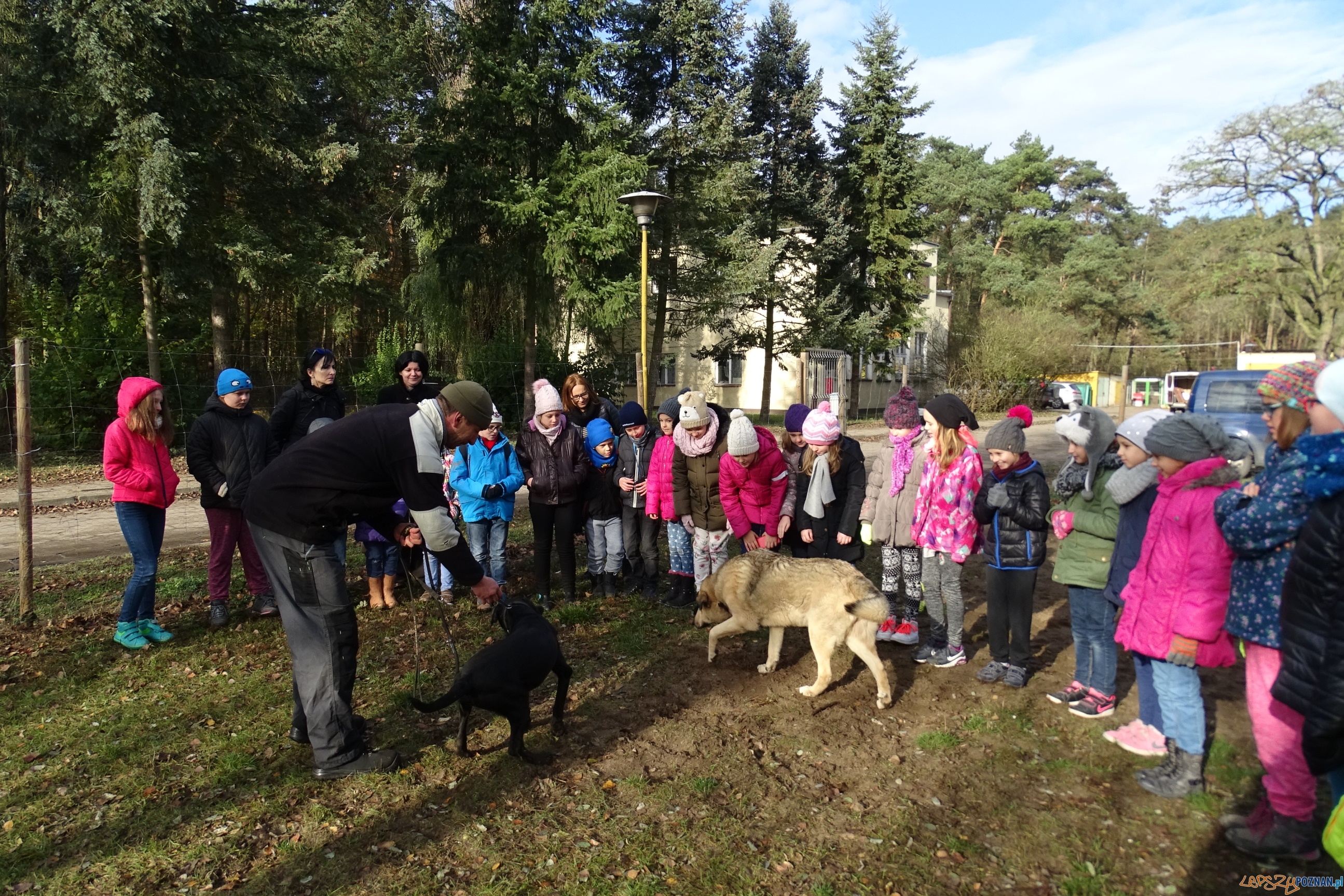 Na pomoc bezpańskim kejtrom Foto: Szkoła Podstawowa w Murowanej Goślinie Na pomoc bezpańskim kejtrom Foto: Szkoła Podstawowa w Murowanej Goślinie