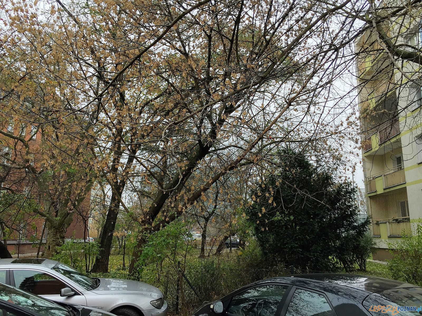 Blok zamiast zieleni? Foto: Rada Osiedla Stare Miasto / Marcin Liminowicz Blok zamiast zieleni? Foto: Rada Osiedla Stare Miasto / Marcin Liminowicz