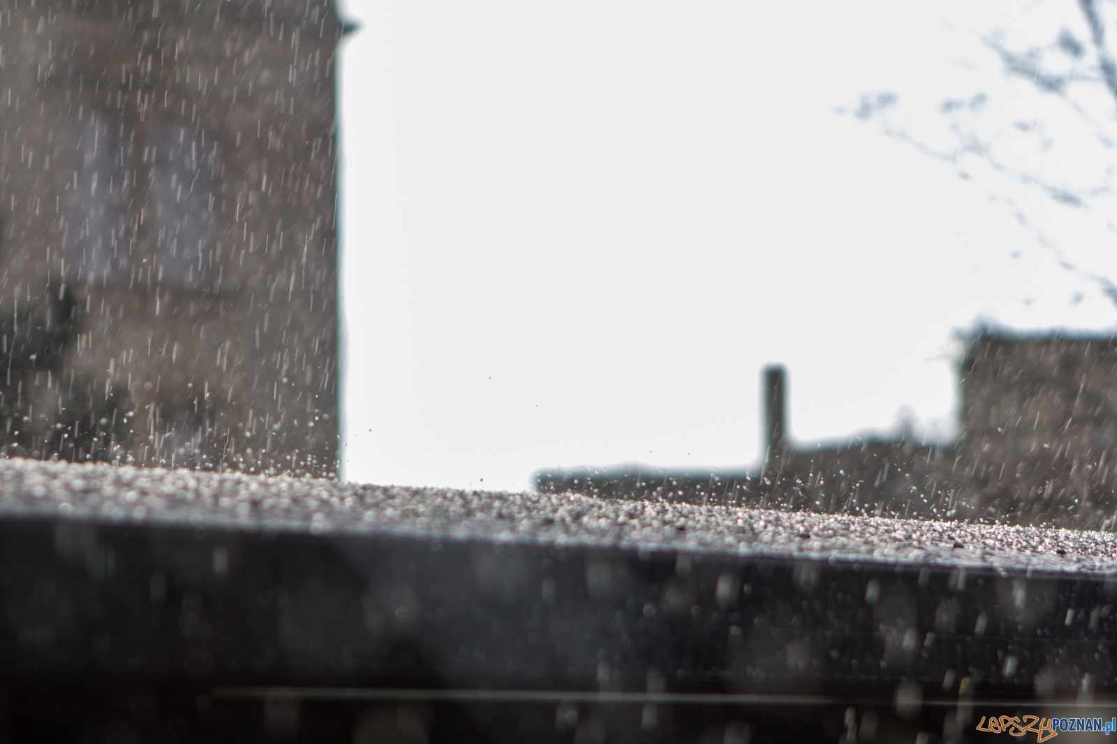 lp-3994 Foto: Ewelina Jaśkowiak lp-3994 Foto: Ewelina Jaśkowiak