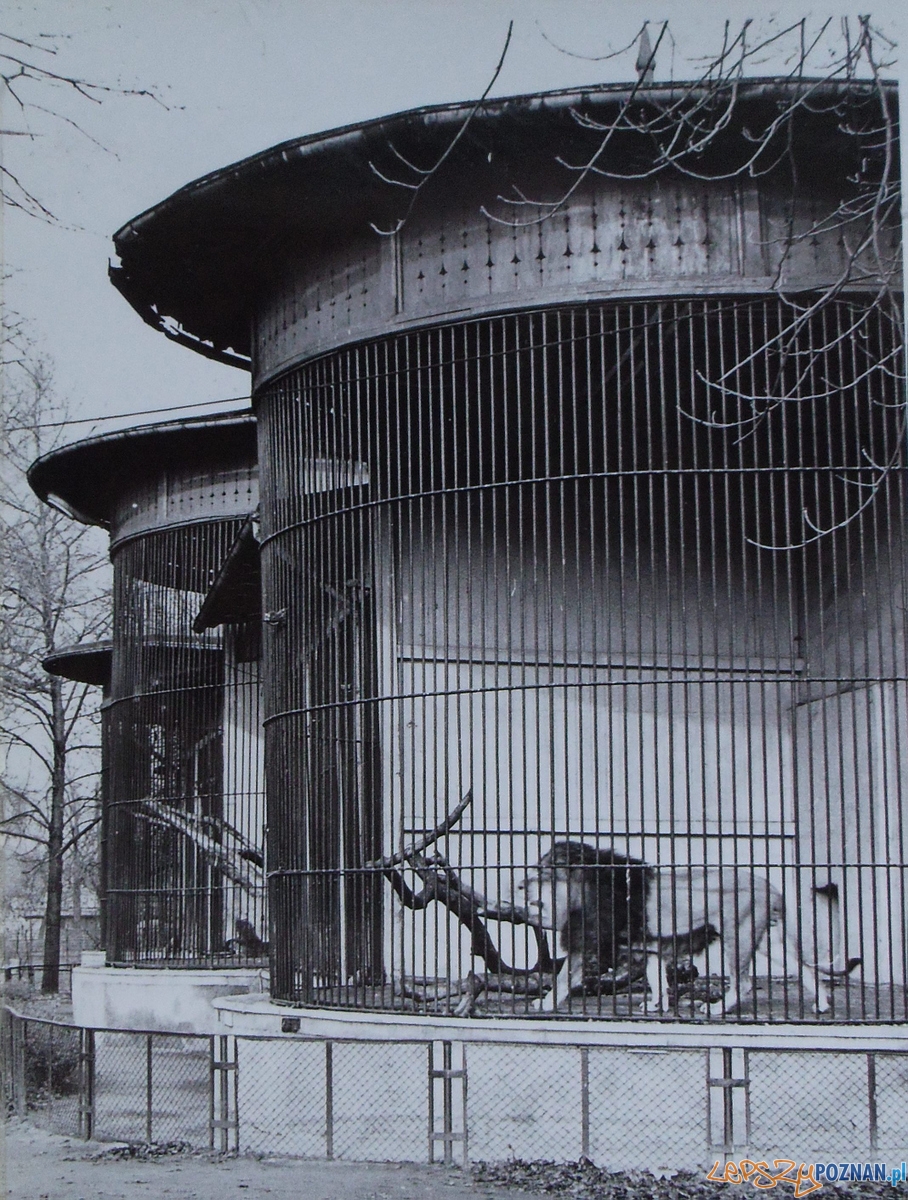 Stare ZOO (1960) Foto: materiały archiwalne ZOO Stare ZOO (1960) Foto: materiały archiwalne ZOO