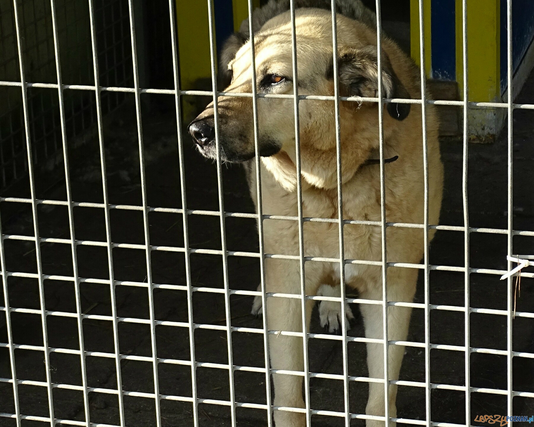Na pomoc bezpańskim kejtrom Foto: Szkoła Podstawowa w Murowanej Goślinie Na pomoc bezpańskim kejtrom Foto: Szkoła Podstawowa w Murowanej Goślinie
