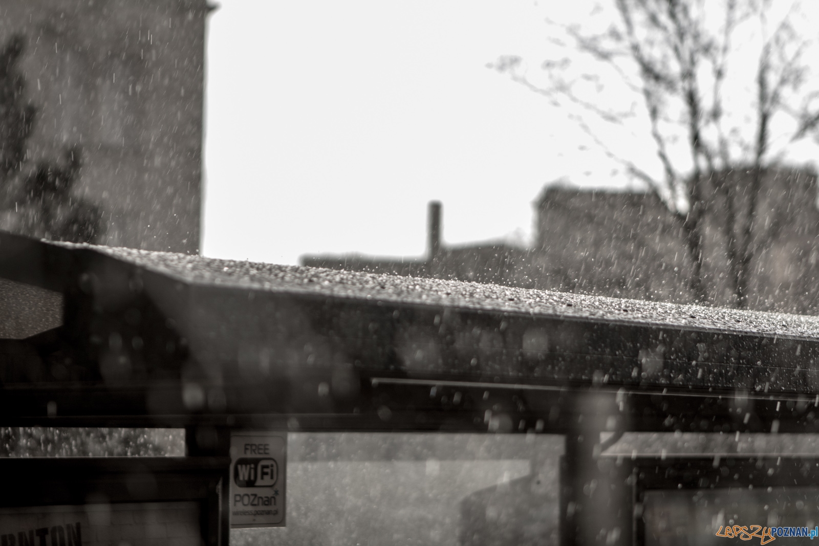 lp-3995 Foto: Ewelina Jaśkowiak lp-3995 Foto: Ewelina Jaśkowiak