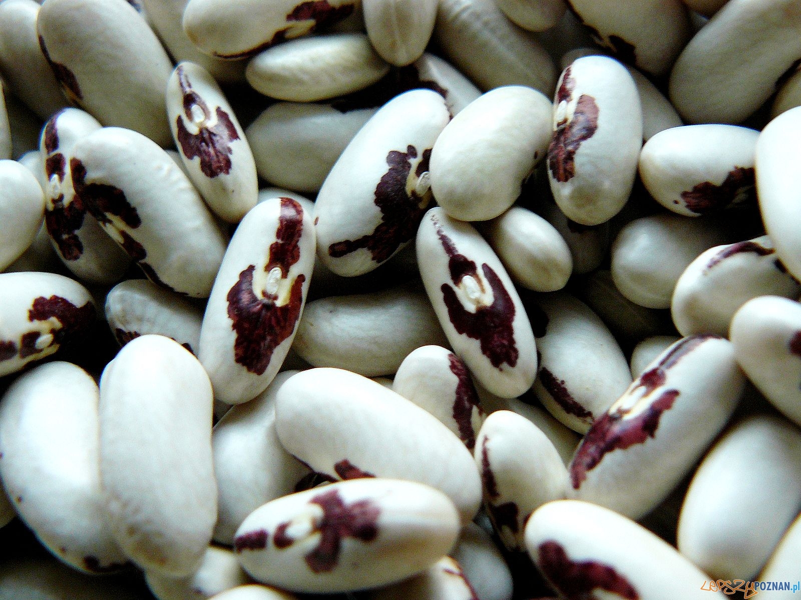 Fasolka z orzełkiem Foto: exPress Dziennikarska Agencja Usługowa Fasolka z orzełkiem Foto: exPress Dziennikarska Agencja Usługowa