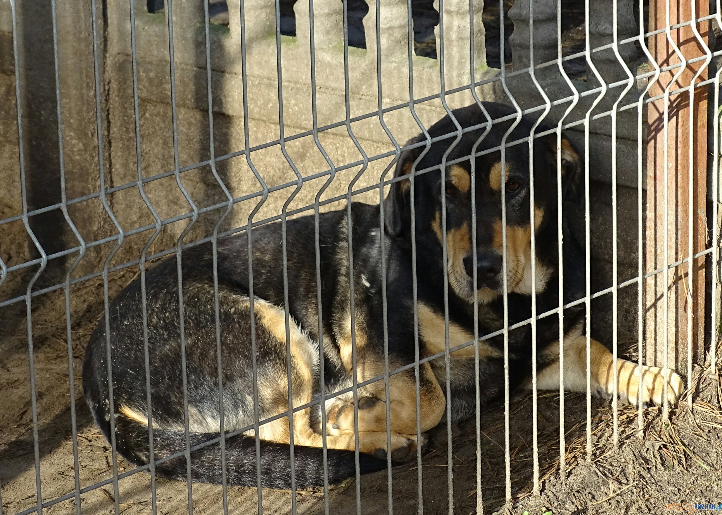 Na pomoc bezpańskim kejtrom Foto: Szkoła Podstawowa w Murowanej Goślinie Na pomoc bezpańskim kejtrom Foto: Szkoła Podstawowa w Murowanej Goślinie