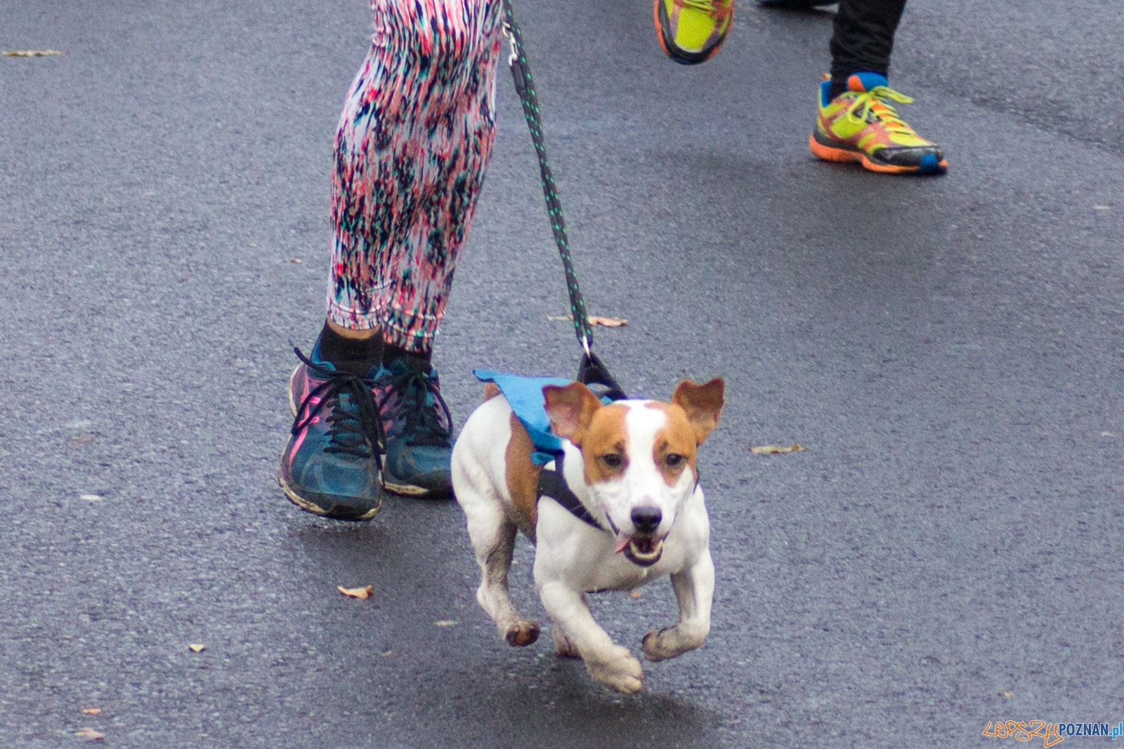 I Poznański Bieg Niepodległości Foto: lepszyPOZNAN.pl / Ewelina Jaśkowiak I Poznański Bieg Niepodległości Foto: lepszyPOZNAN.pl / Ewelina Jaśkowiak