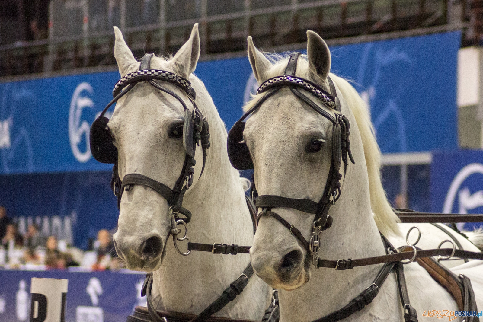 Cavaliada Halowy Puchar Polski w Powożeniu Zaprzęgami Czterok Foto: Ewelina Jaśkowiak Cavaliada Halowy Puchar Polski w Powożeniu Zaprzęgami Czterok Foto: Ewelina Jaśkowiak