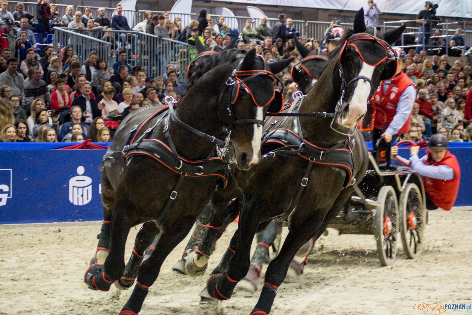 Cavaliada Halowy Puchar Polski w Powożeniu Zaprzęgami Czterok Foto: Ewelina Jaśkowiak Cavaliada Halowy Puchar Polski w Powożeniu Zaprzęgami Czterok Foto: Ewelina Jaśkowiak