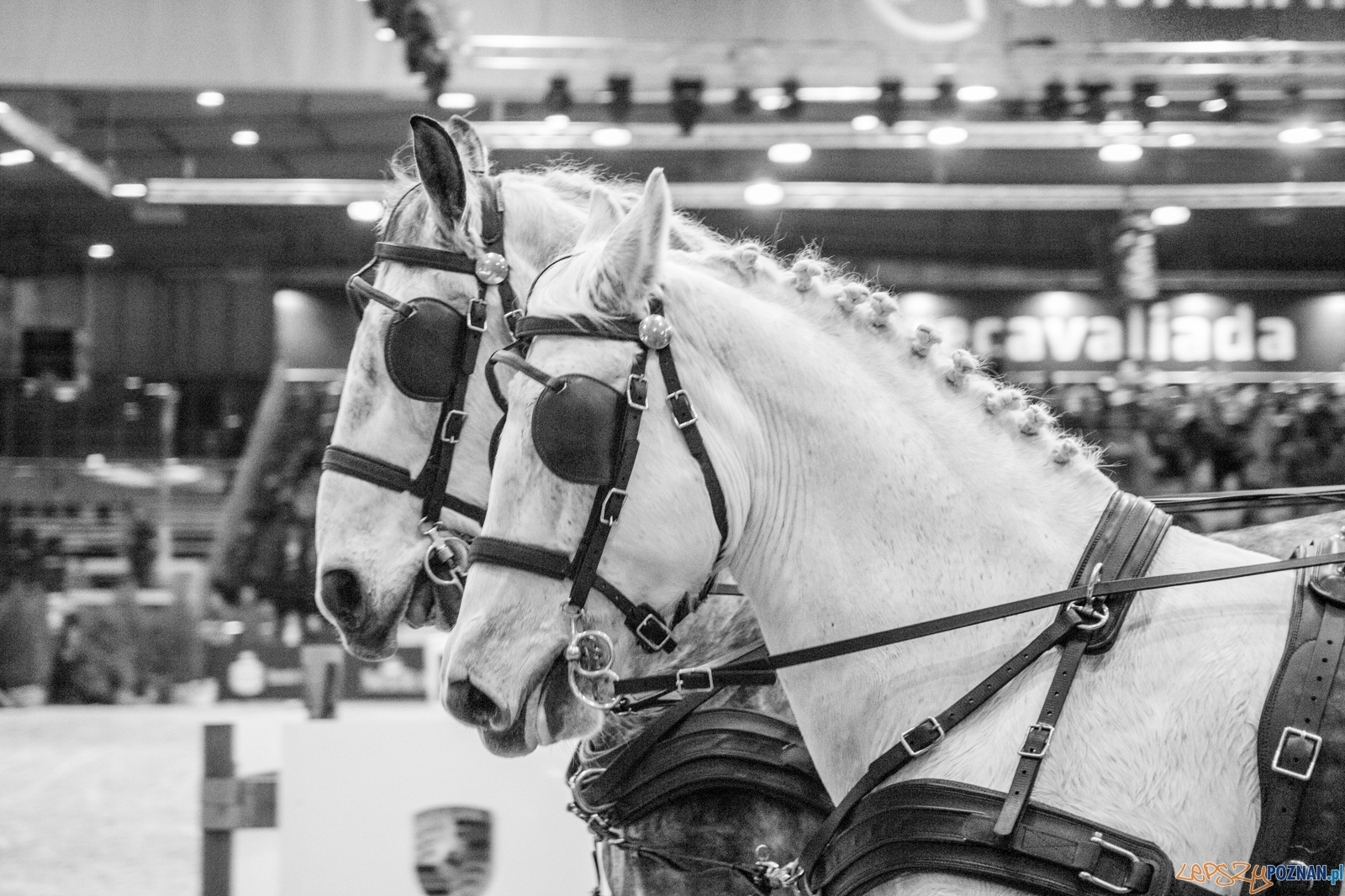 Cavaliada Halowy Puchar Polski w Powożeniu Zaprzęgami Czterok Foto: Ewelina Jaśkowiak Cavaliada Halowy Puchar Polski w Powożeniu Zaprzęgami Czterok Foto: Ewelina Jaśkowiak