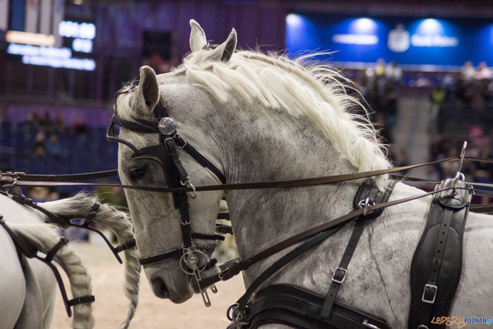 Cavaliada Halowy Puchar Polski w Powożeniu Zaprzęgami Czterok Foto: Ewelina Jaśkowiak Cavaliada Halowy Puchar Polski w Powożeniu Zaprzęgami Czterok Foto: Ewelina Jaśkowiak