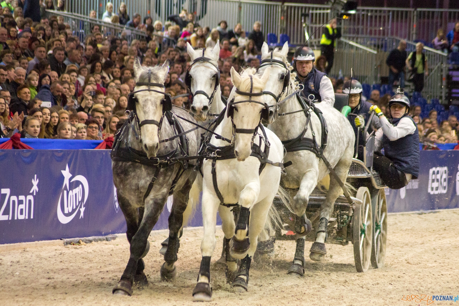 Cavaliada Halowy Puchar Polski w Powożeniu Zaprzęgami Czterok Foto: Ewelina Jaśkowiak Cavaliada Halowy Puchar Polski w Powożeniu Zaprzęgami Czterok Foto: Ewelina Jaśkowiak