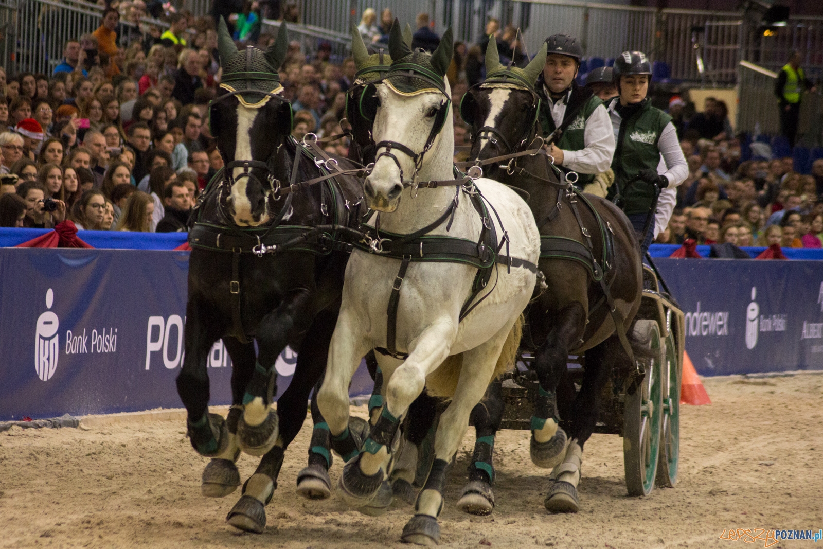 Cavaliada Halowy Puchar Polski w Powożeniu Zaprzęgami Czterok Foto: Ewelina Jaśkowiak Cavaliada Halowy Puchar Polski w Powożeniu Zaprzęgami Czterok Foto: Ewelina Jaśkowiak