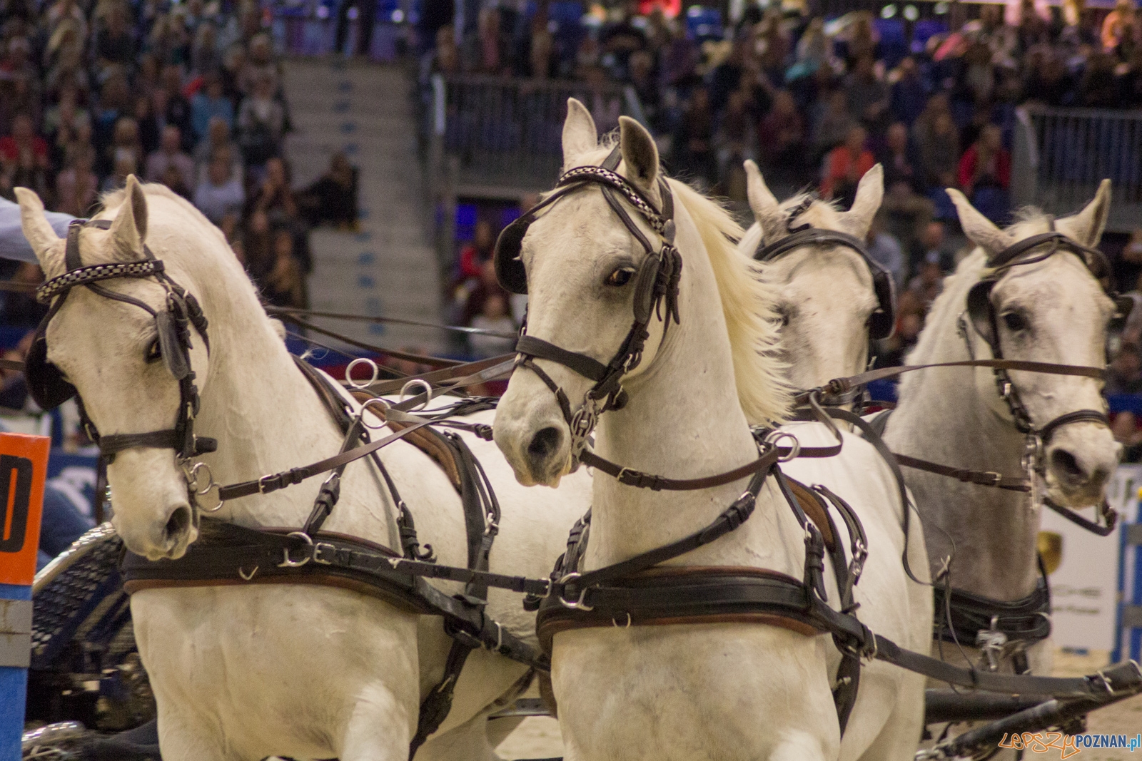 Cavaliada Halowy Puchar Polski w Powożeniu Zaprzęgami Czterok Foto: Ewelina Jaśkowiak Cavaliada Halowy Puchar Polski w Powożeniu Zaprzęgami Czterok Foto: Ewelina Jaśkowiak