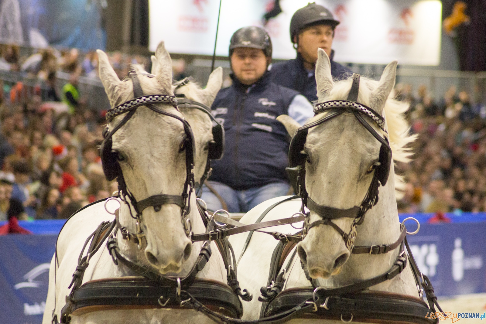 Cavaliada Halowy Puchar Polski w Powożeniu Zaprzęgami Czterok Foto: Ewelina Jaśkowiak Cavaliada Halowy Puchar Polski w Powożeniu Zaprzęgami Czterok Foto: Ewelina Jaśkowiak