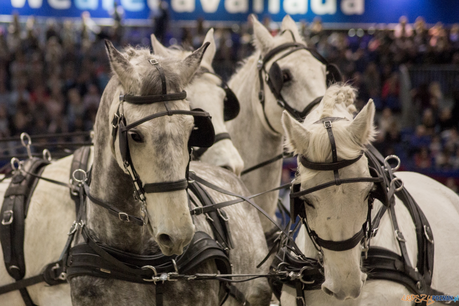 Cavaliada Halowy Puchar Polski w Powożeniu Zaprzęgami Czterok Foto: Ewelina Jaśkowiak Cavaliada Halowy Puchar Polski w Powożeniu Zaprzęgami Czterok Foto: Ewelina Jaśkowiak
