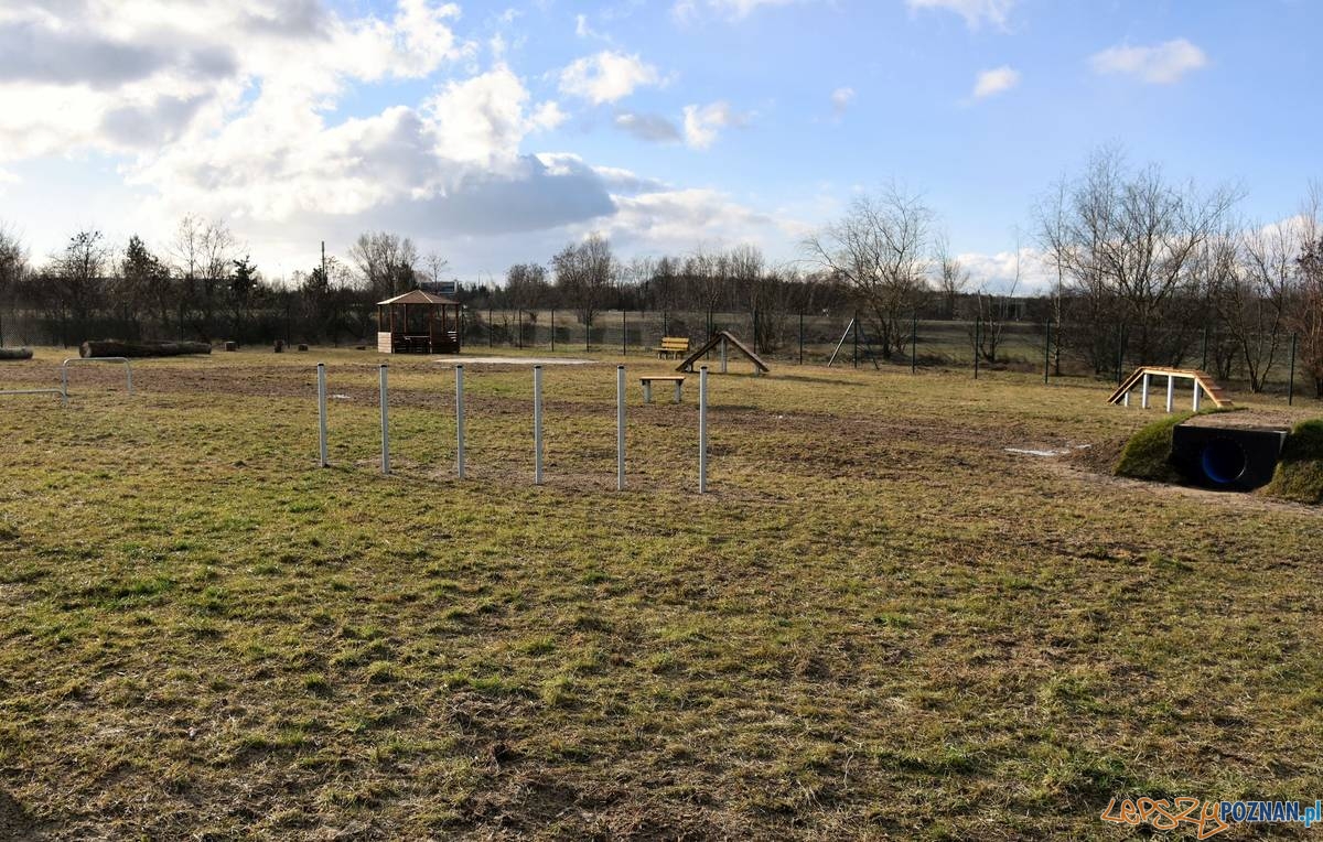 Psy już na wybiegu! Foto: UMiG Swarzędz Psy już na wybiegu! Foto: UMiG Swarzędz