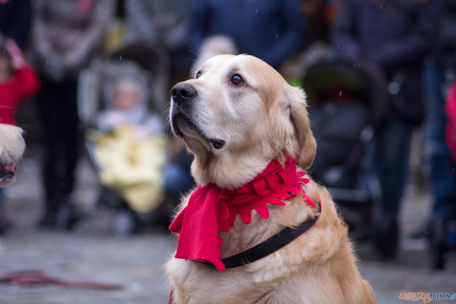 25. Finał Wielkiej Orkiestry Świątecznej Pomocy Foto: Ewelina Jaśkowiak 25. Finał Wielkiej Orkiestry Świątecznej Pomocy Foto: Ewelina Jaśkowiak