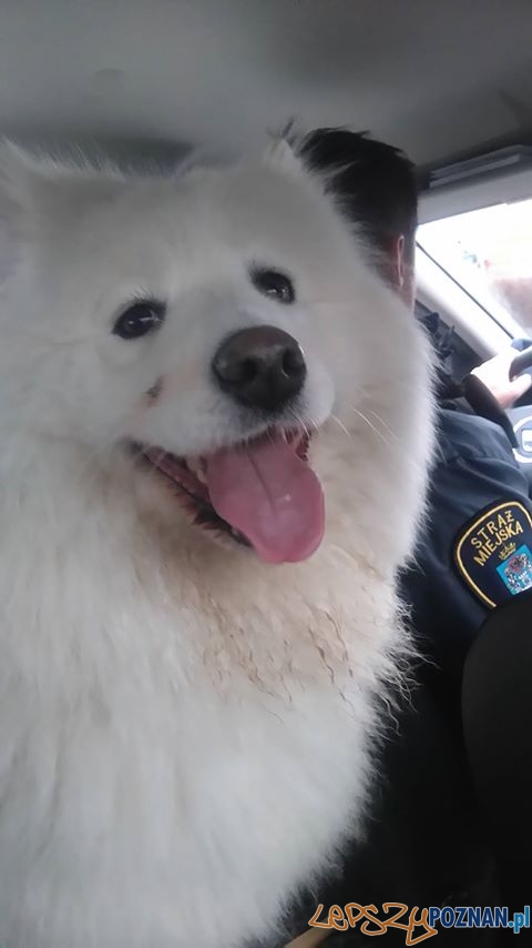 Straż znalazła psa Foto: SM Straż znalazła psa Foto: SM