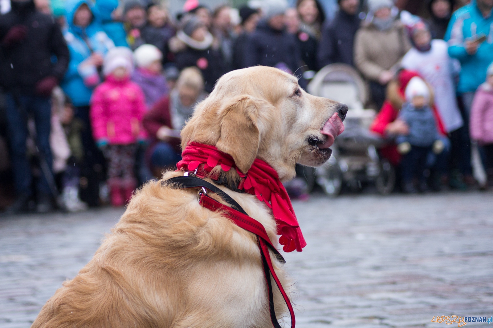 25. Finał Wielkiej Orkiestry Świątecznej Pomocy Foto: Ewelina Jaśkowiak 25. Finał Wielkiej Orkiestry Świątecznej Pomocy Foto: Ewelina Jaśkowiak