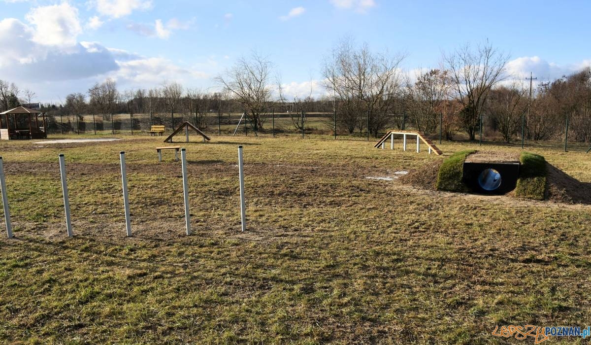 Psy już na wybiegu! Foto: UMiG Swarzędz Psy już na wybiegu! Foto: UMiG Swarzędz