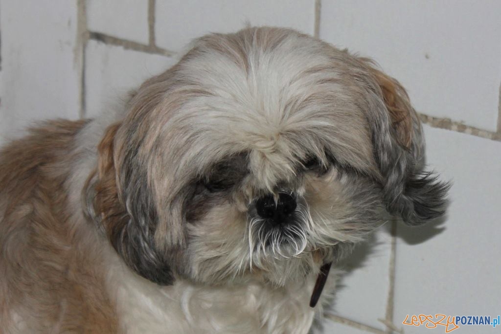 Łezka  Foto: Poznańskie Schronisko dla Zwierząt