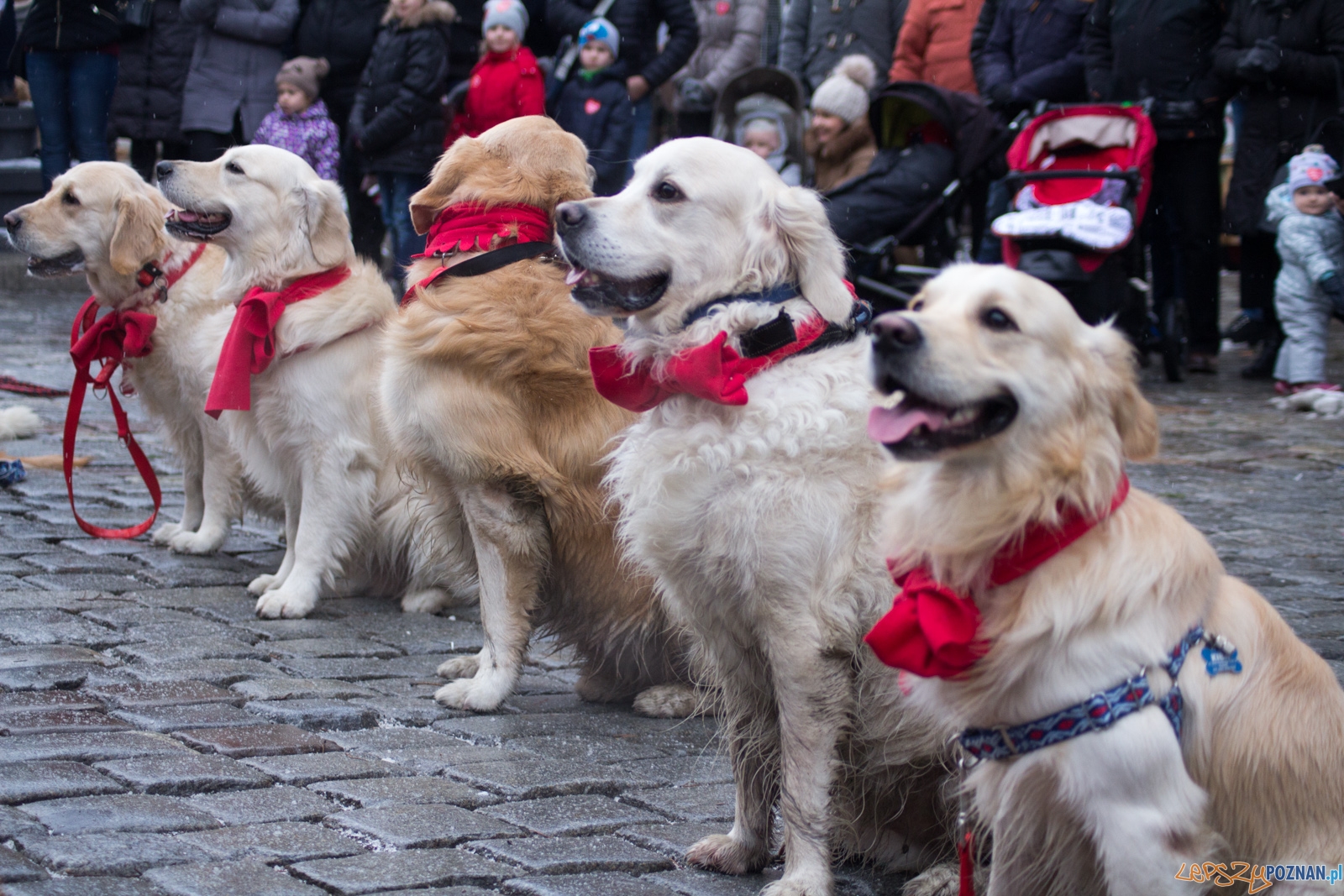 25. Finał Wielkiej Orkiestry Świątecznej Pomocy Foto: Ewelina Jaśkowiak 25. Finał Wielkiej Orkiestry Świątecznej Pomocy Foto: Ewelina Jaśkowiak
