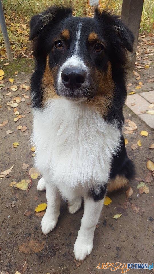 Właściciele szukają owczarka australijskiego Foto: Właściciele szukają owczarka australijskiego Foto: