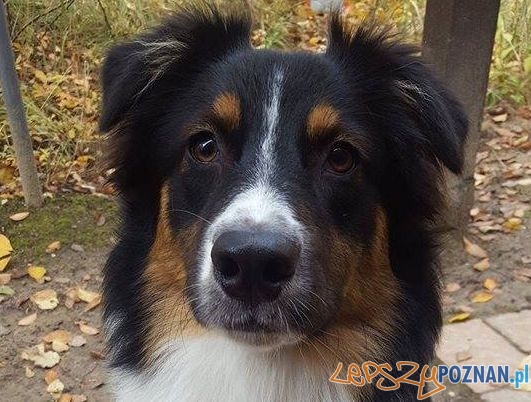 Właściciele szukają owczarka australijskiego Foto: Właściciele szukają owczarka australijskiego Foto: