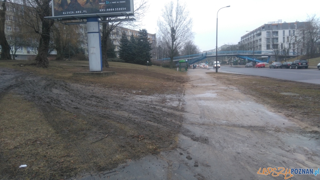 Ul. Słowiańska - rozjechany trawnik Foto: St Ul. Słowiańska - rozjechany trawnik Foto: St