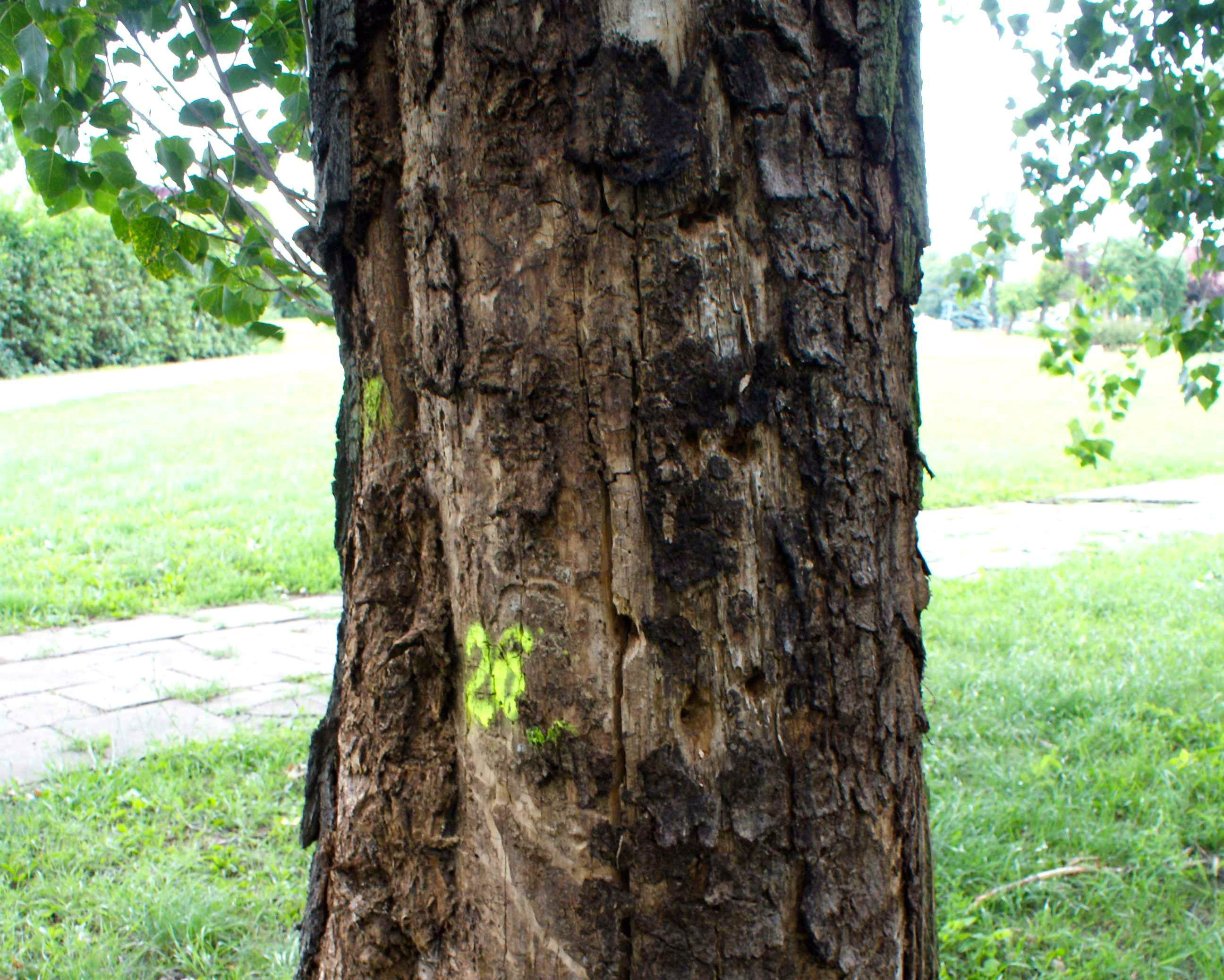 Wytną 250 drzew nad Maltą  Foto: POSiR