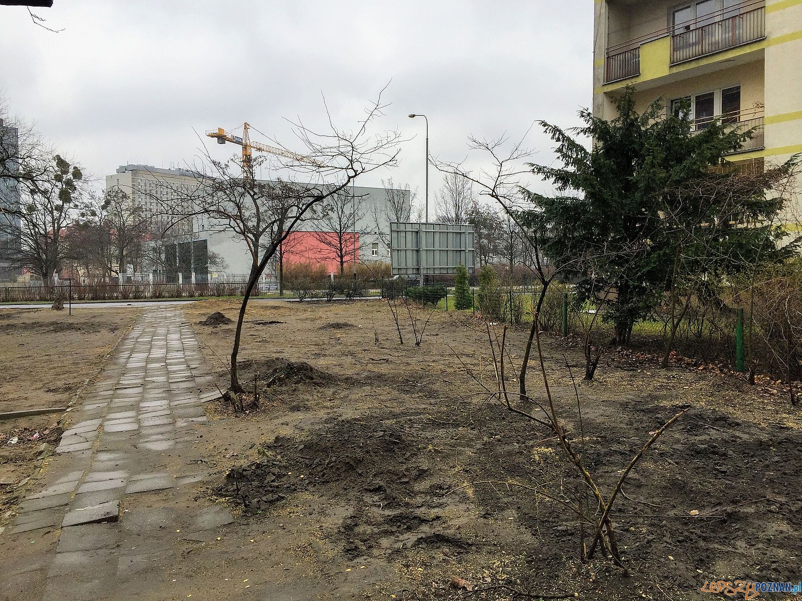 Wycinka drzew na Solnej Foto: Marcin Liminowicz / Rada Osiedla Stare Miasto Wycinka drzew na Solnej Foto: Marcin Liminowicz / Rada Osiedla Stare Miasto