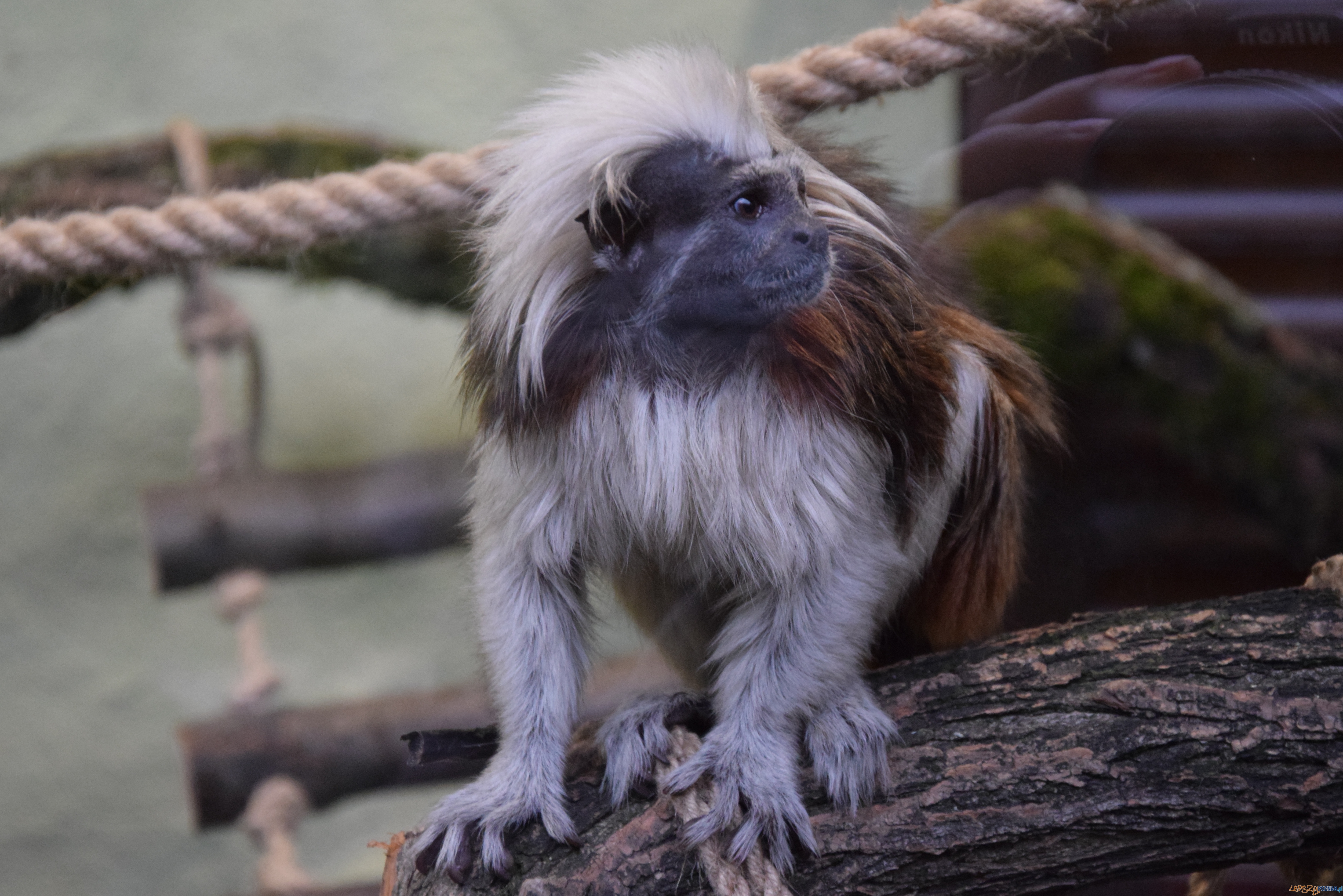 Tamaryna białoczuba Foto: ZOO POZNAŃ Tamaryna białoczuba Foto: ZOO POZNAŃ