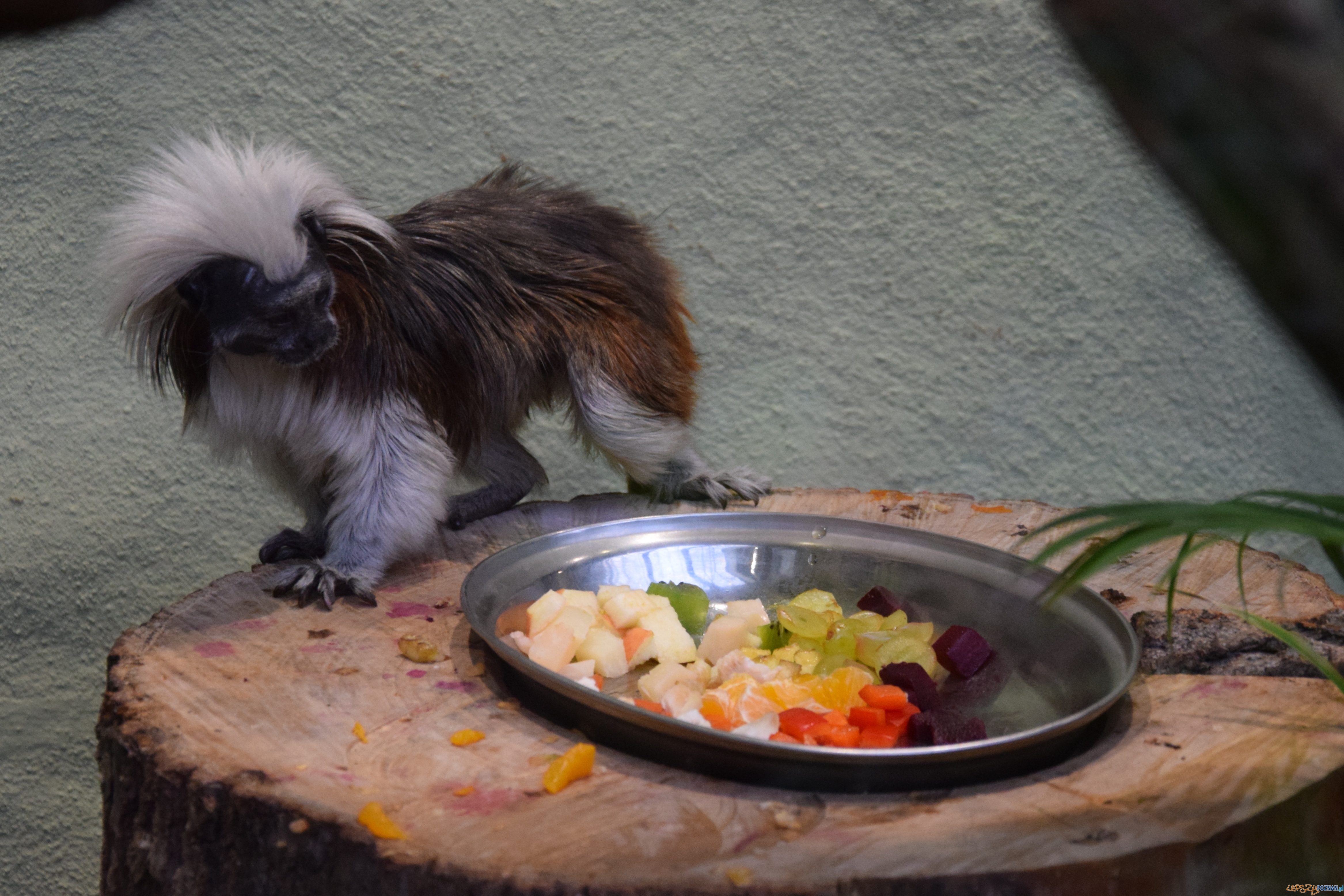 Tamaryna białoczuba Foto: ZOO POZNAŃ Tamaryna białoczuba Foto: ZOO POZNAŃ