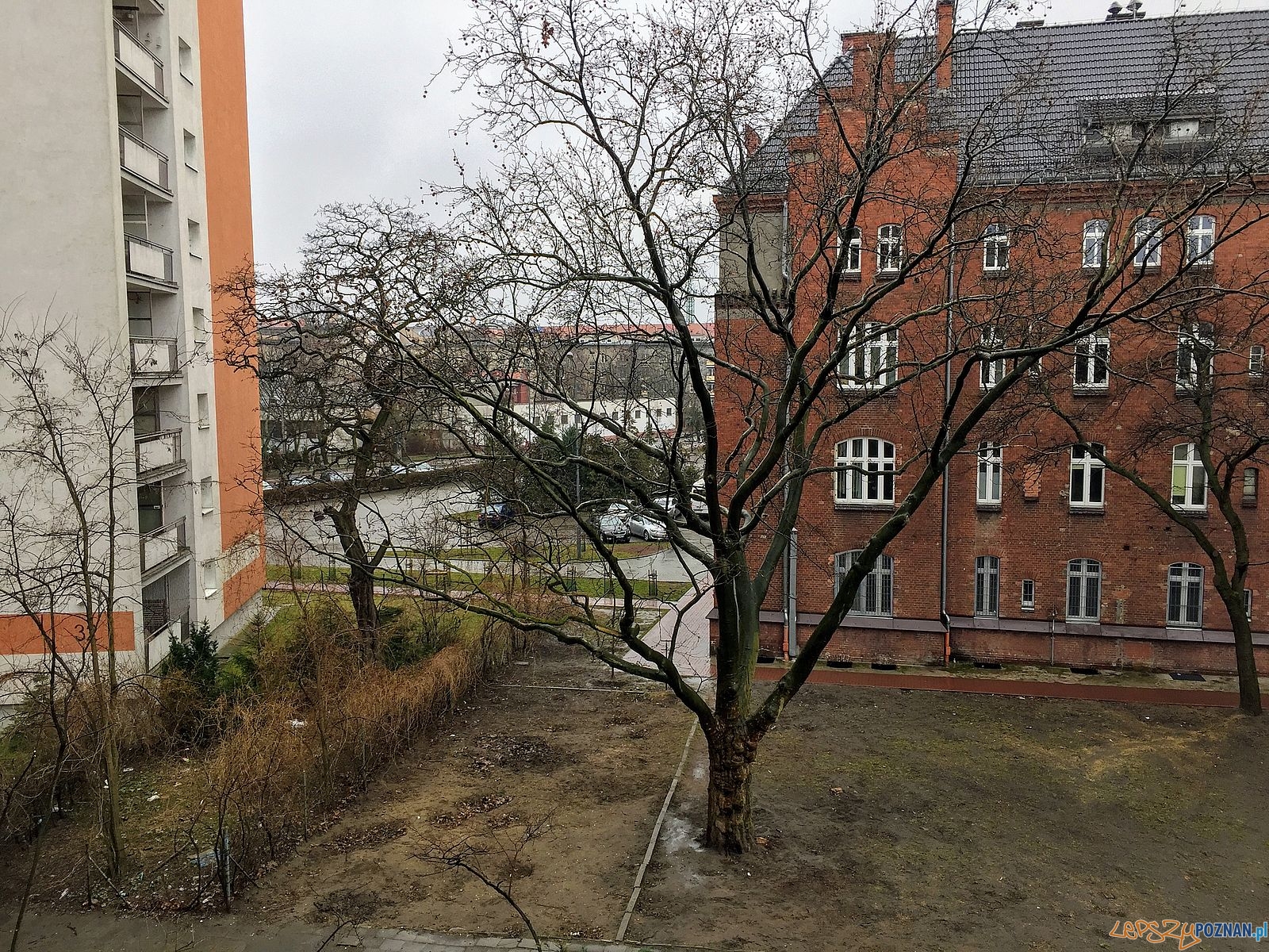 Uratujmy drzewo! Foto: Marcin Liminowicz / Rada Osiedla Stare Miasto Uratujmy drzewo! Foto: Marcin Liminowicz / Rada Osiedla Stare Miasto