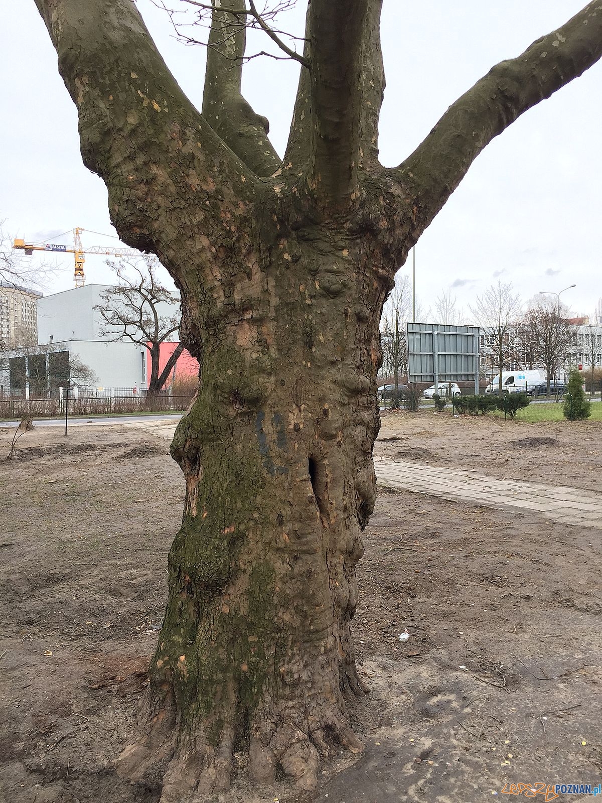 platan-na-solnej Foto: Marcin Liminowicz / Rada Osiedla Stare Miasto platan-na-solnej Foto: Marcin Liminowicz / Rada Osiedla Stare Miasto