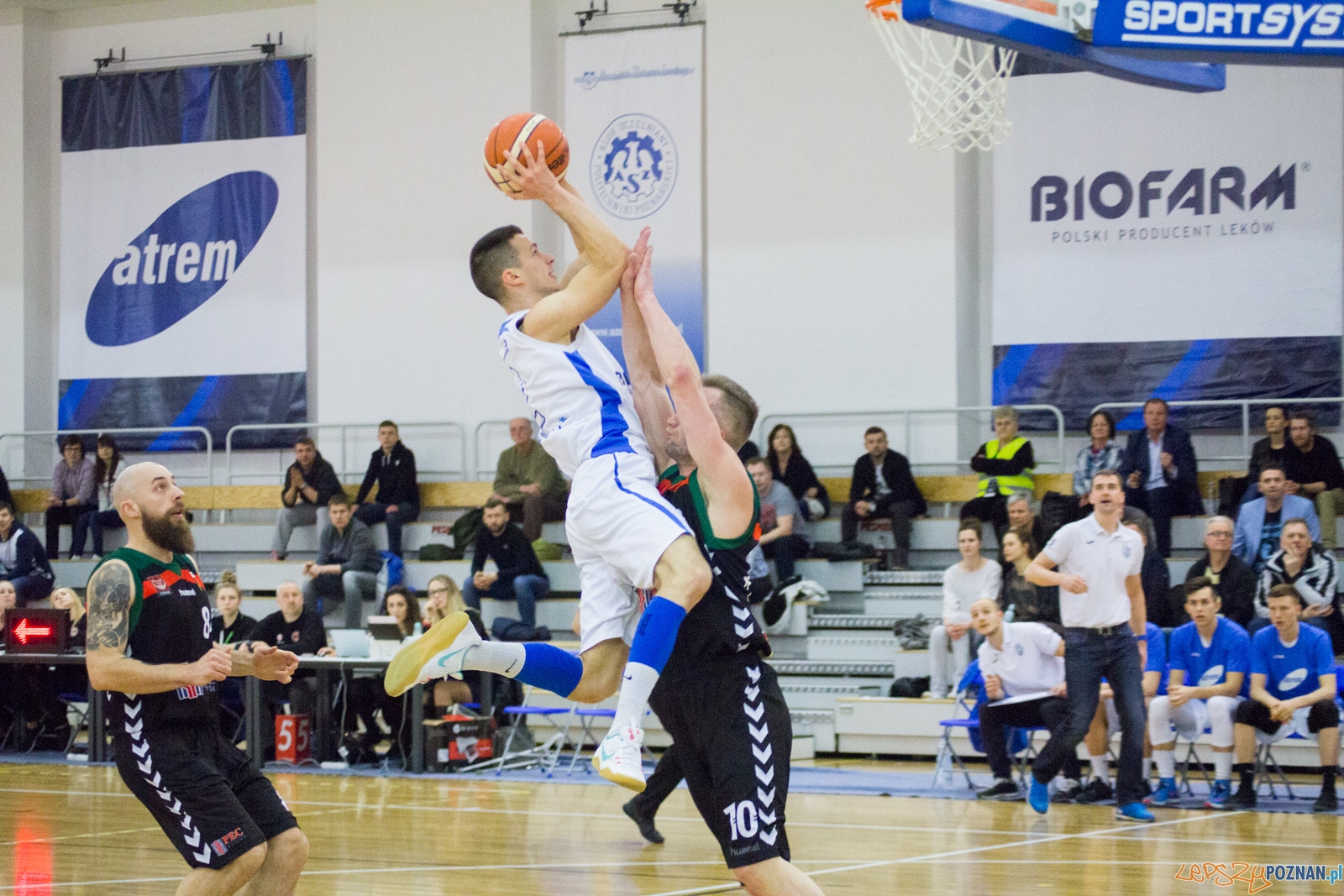 Biofarm Basket Poznań - GKS Tychy Foto: lepszyPOZNAN.pl / Ewelina Jaśkowiak Biofarm Basket Poznań - GKS Tychy Foto: lepszyPOZNAN.pl / Ewelina Jaśkowiak
