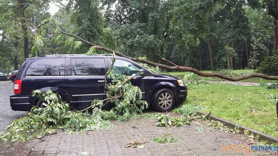 Przewrócone przez silny wiatr drzewo - Cytadela  Foto: fb.com/uber.poznan