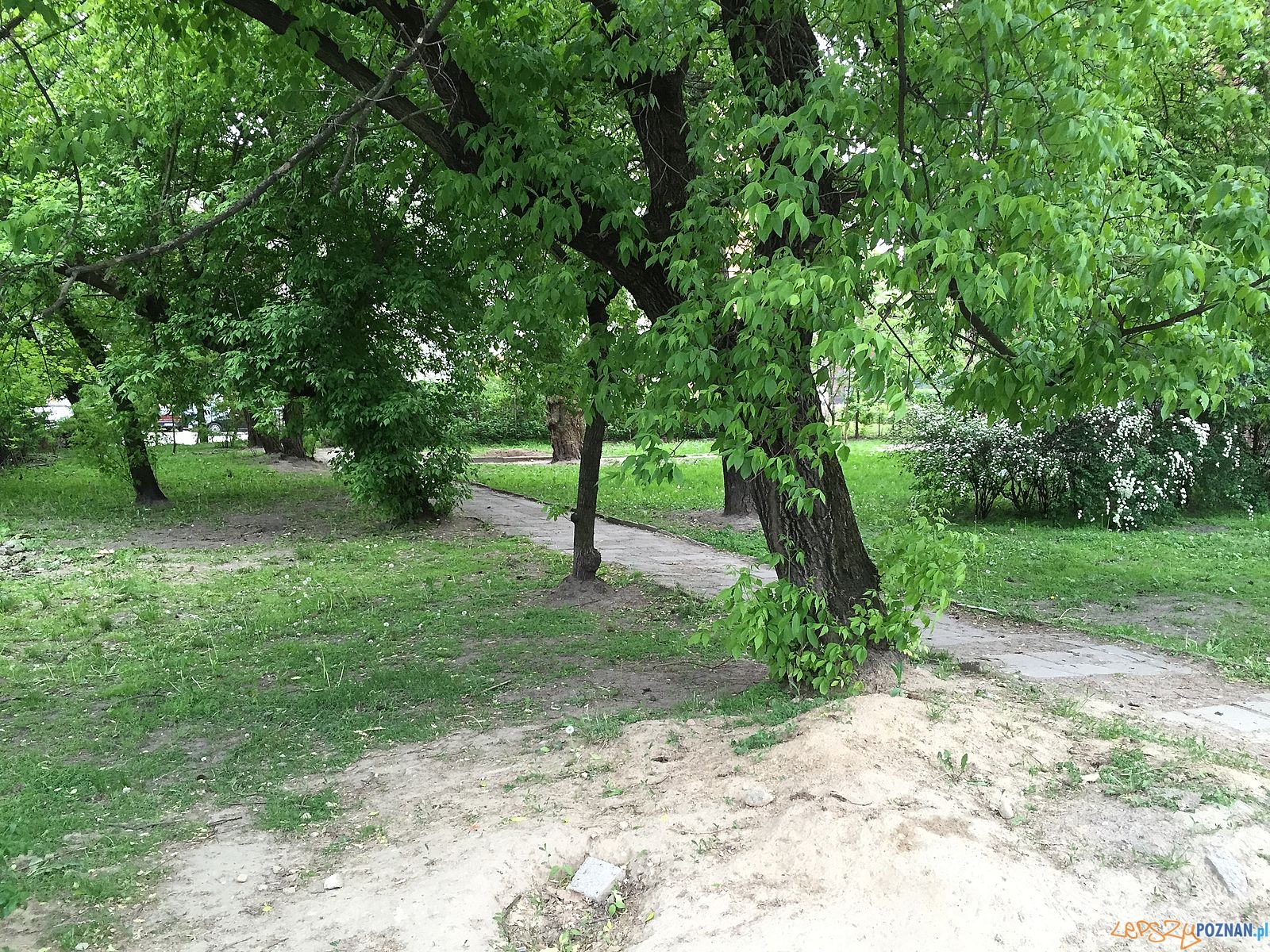 Zieleń na Solnej Foto: Marcin Liminowicz / Rada Osiedla Stare Miasto Zieleń na Solnej Foto: Marcin Liminowicz / Rada Osiedla Stare Miasto