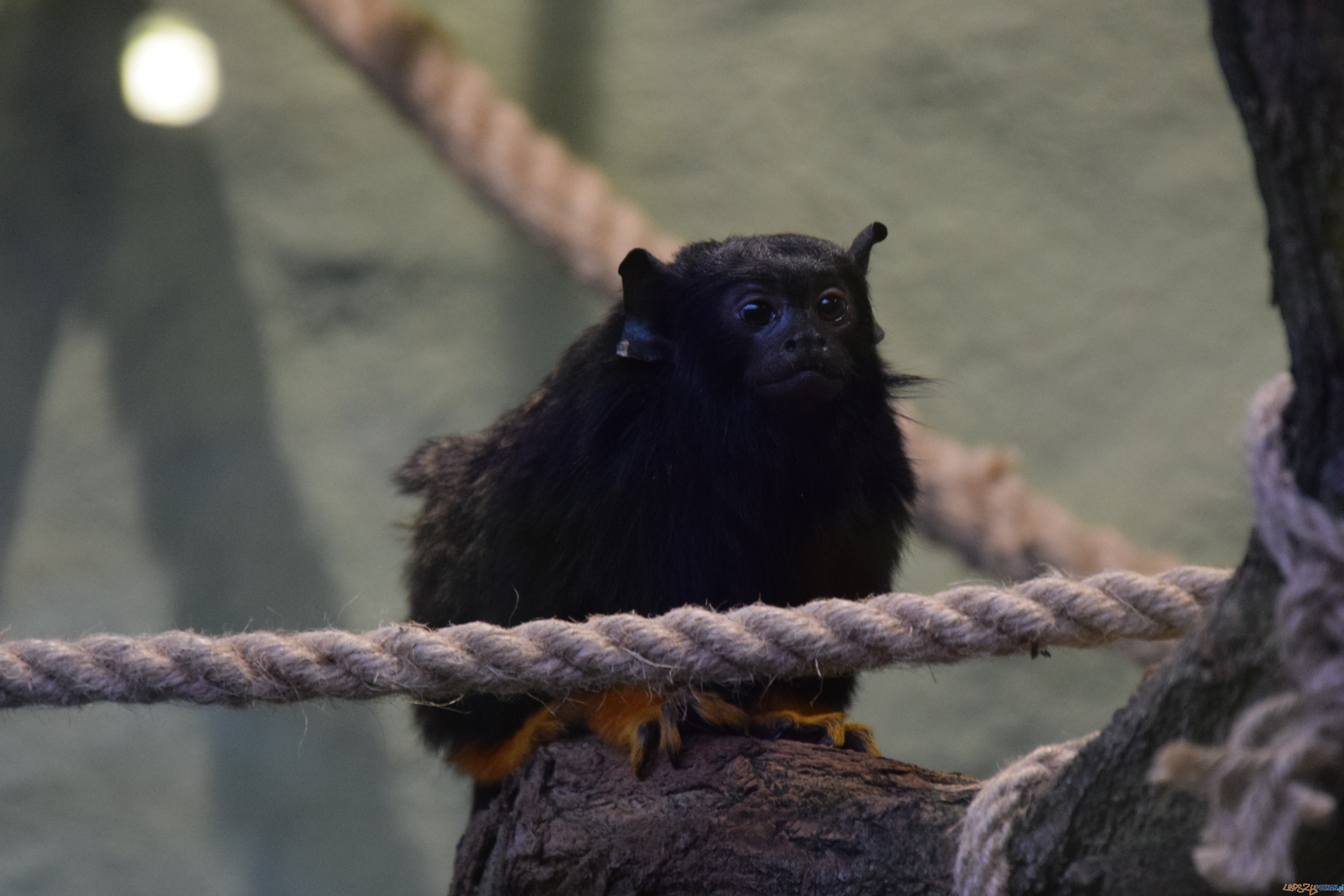 Tamaryna złocistoreka Foto: ZOO POZNAŃ Tamaryna złocistoreka Foto: ZOO POZNAŃ