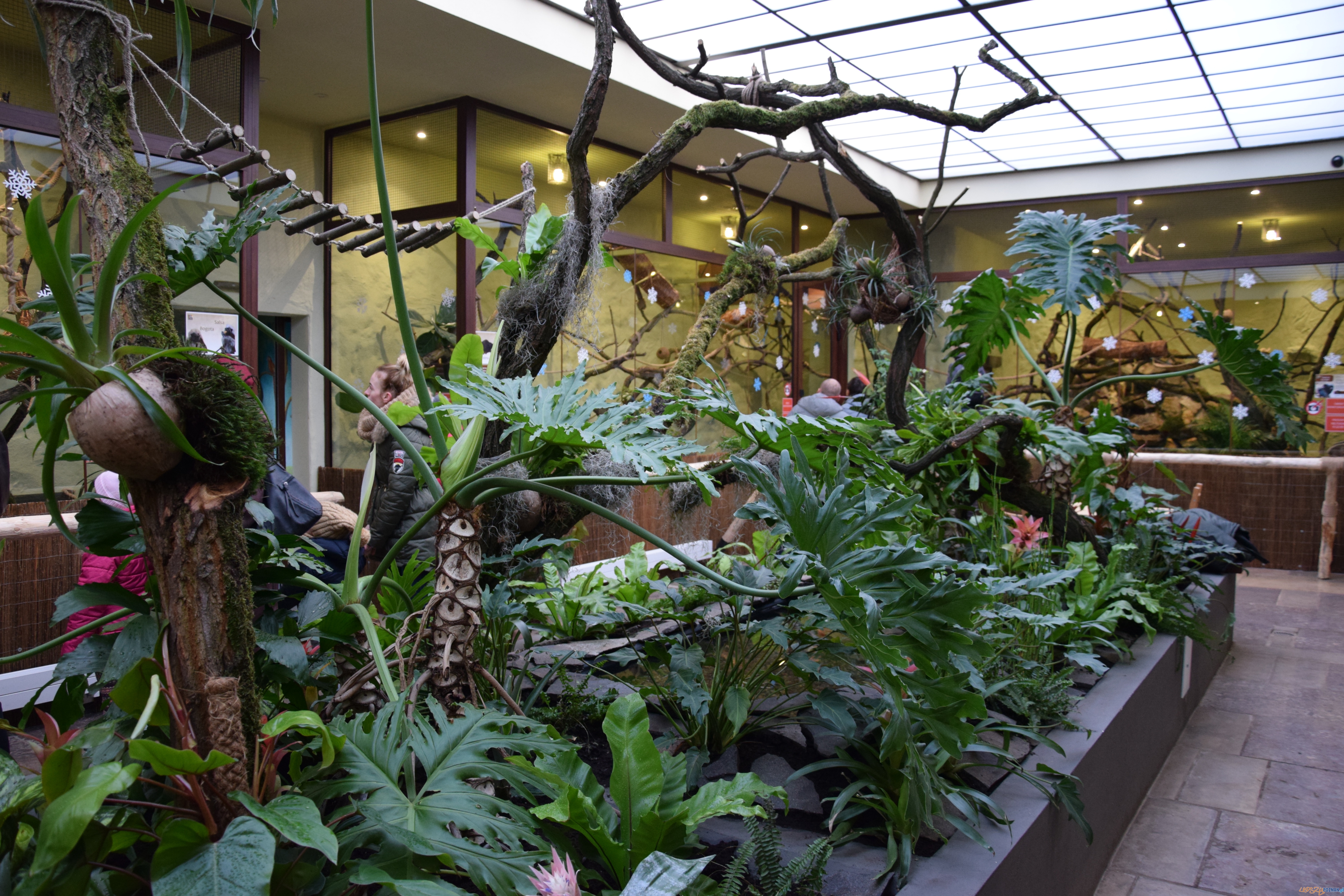 azyl dla małp Ameryki Południowej w Starym Zoo Foto: ZOO POZNAŃ azyl dla małp Ameryki Południowej w Starym Zoo Foto: ZOO POZNAŃ