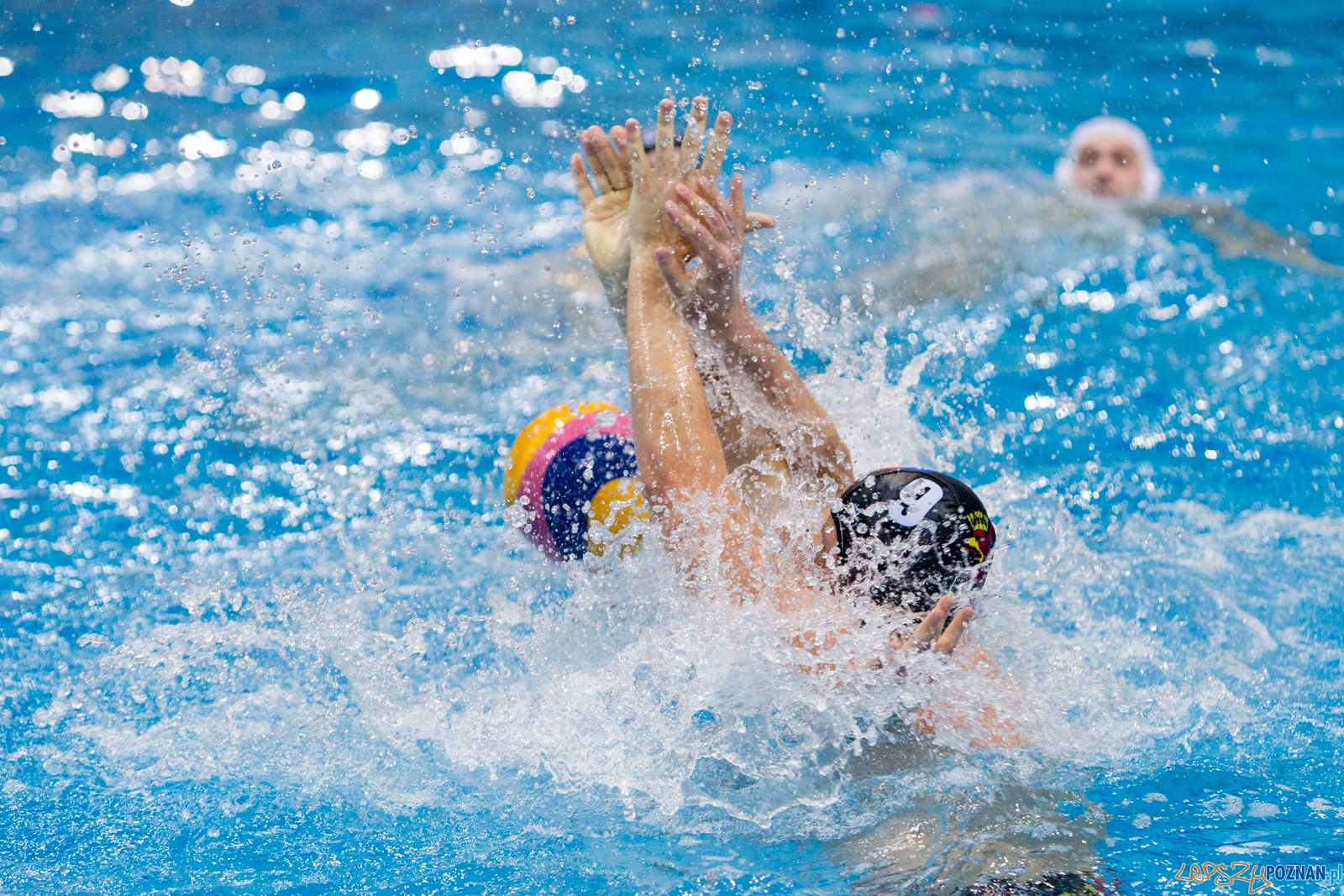 Waterpolo Poznań - Arkonia Szczecin Foto: lepszyPOZNAN.pl / Piotr Rychter Waterpolo Poznań - Arkonia Szczecin Foto: lepszyPOZNAN.pl / Piotr Rychter