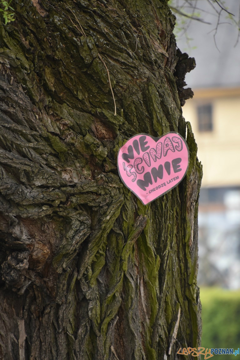 W obronie drzew Foto: UMiG Pobiedziska W obronie drzew Foto: UMiG Pobiedziska