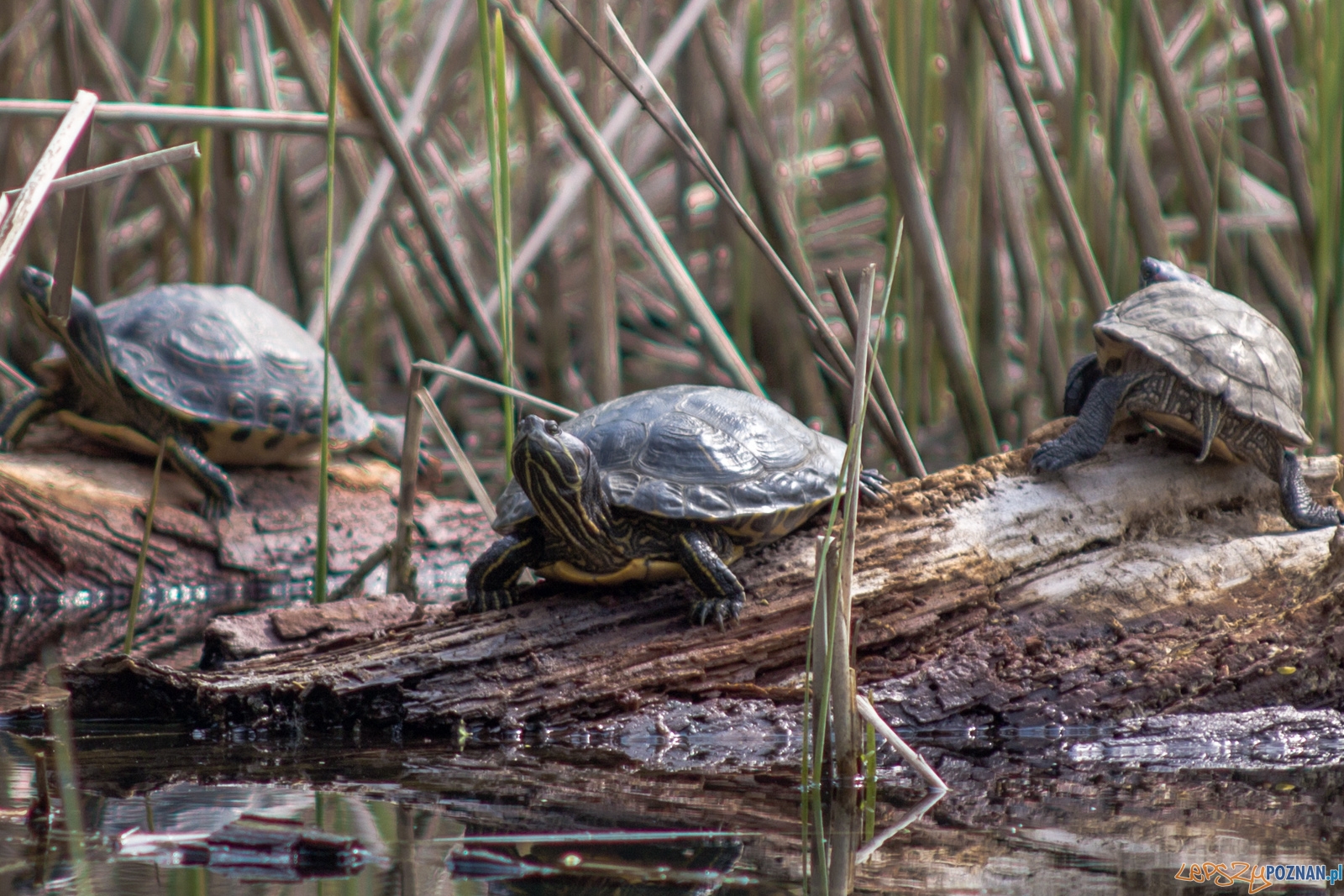 żółwie Foto: lepszyPOZNAN.pl / Ewelina Jaśkowiak żółwie Foto: lepszyPOZNAN.pl / Ewelina Jaśkowiak