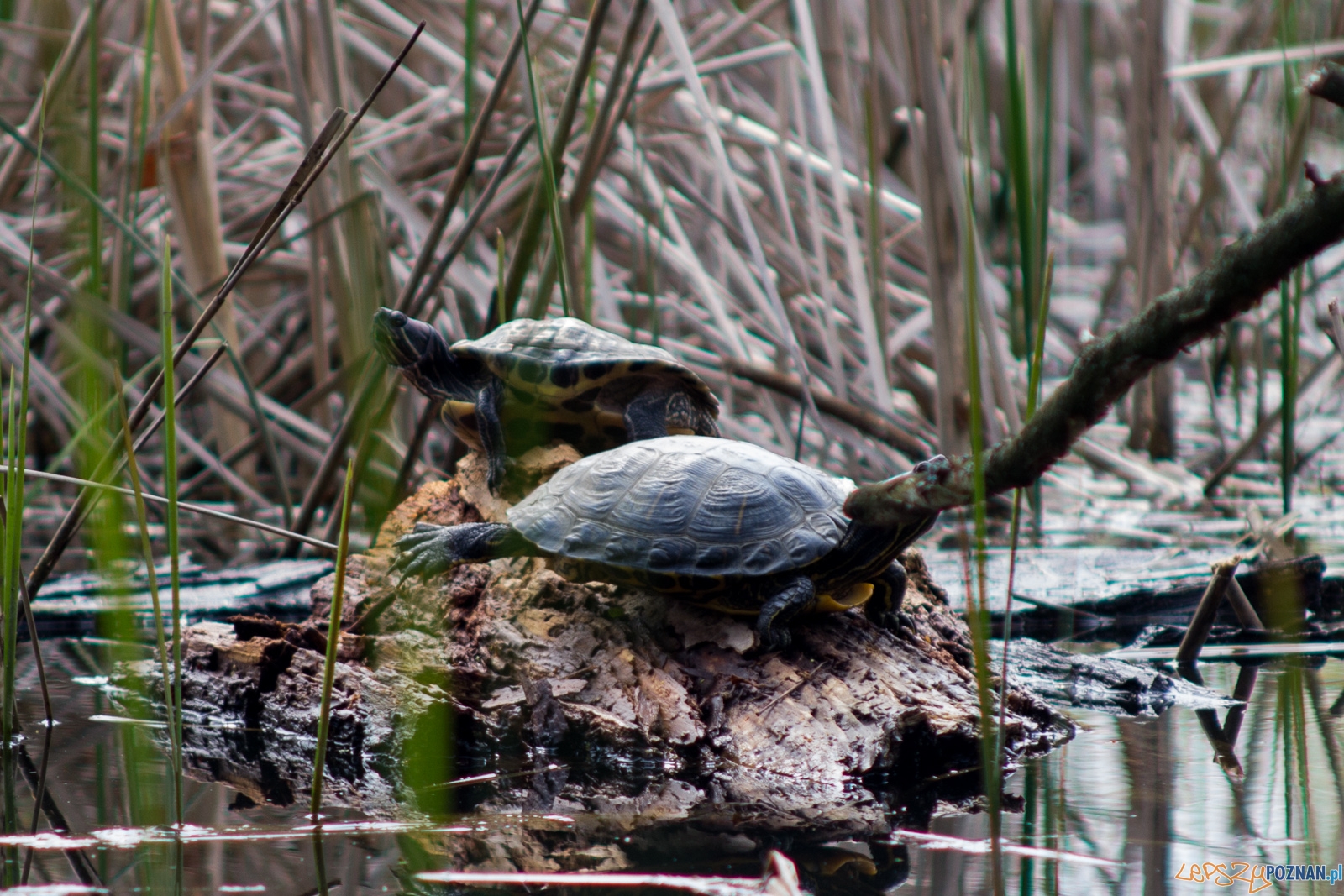 żółwie Foto: lepszyPOZNAN.pl / Ewelina Jaśkowiak żółwie Foto: lepszyPOZNAN.pl / Ewelina Jaśkowiak