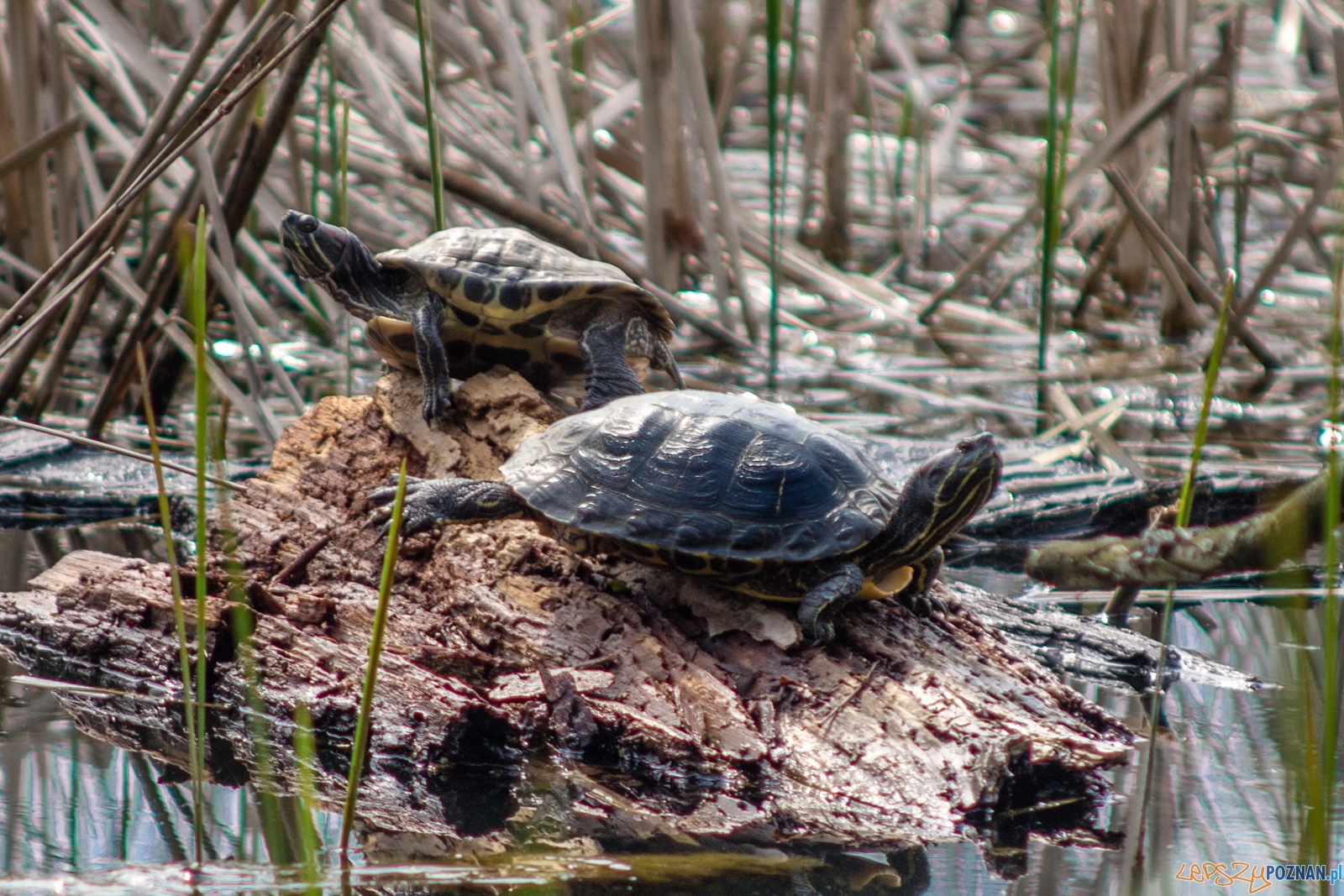 żółwie Foto: lepszyPOZNAN.pl / Ewelina Jaśkowiak żółwie Foto: lepszyPOZNAN.pl / Ewelina Jaśkowiak